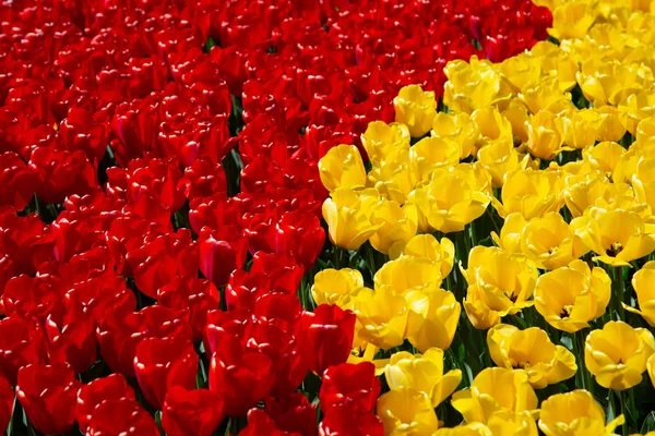 Obraz tła żółtych i czerwonych tulipanów wiosennych — Zdjęcie stockowe