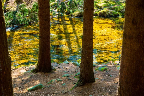 햇볕이 잘 드는 소나무 숲의 산줄기 — 스톡 사진