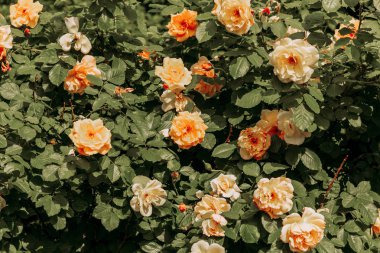 İlkbahar da parkta portakal gül çiçekleri