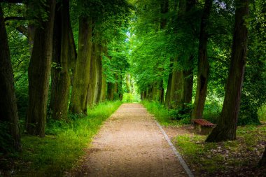 Yaz parkında güzel ıhlamur sokak