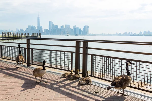 Flock Of Canada Geese Near The Statue Of Liberty, Liberty Island — Stock Photo, Image
