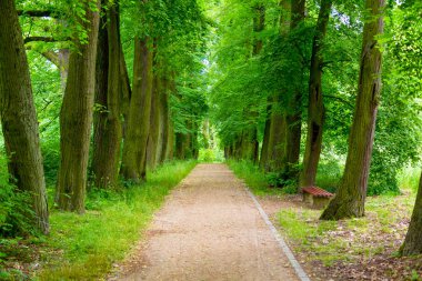 Yaz parkında güzel ıhlamur sokak
