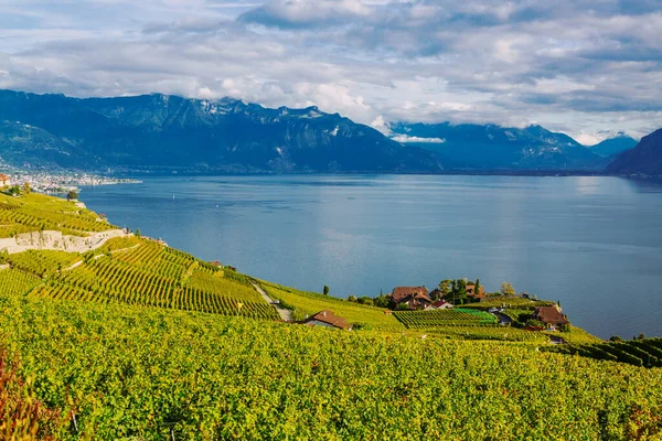 Lavaux, Svájc: A Genfi-tó és a svájci Alpok vidéke a Vaud kantoni Lavaux-i szőlőültetvényekről — Stock Fotó