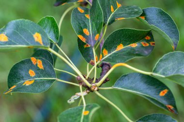 Yazın mantar pasının hastalıklı yapraklarıyla dolu bir armut dalı