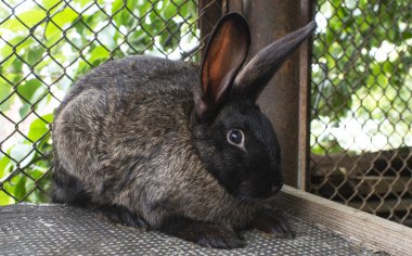 Kafeste oturan siyah tavşan, yeşil zemin üzerinde örgü duvarları ve güneş ışınları var.