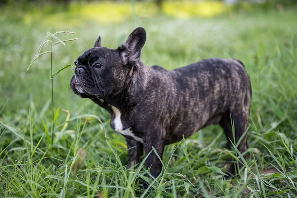 Fransız Buldog Köpeğini Getir Dışarıda Tek Başına Duran Portre Tarlada — Stok fotoğraf