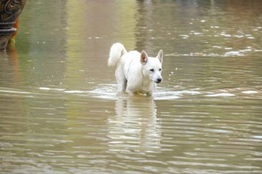 Seçici beyaz bir köpek şehrin sel basmış bir bölgesinde geziyor. Yüzü yorgun ve güçsüz görünüyordu..