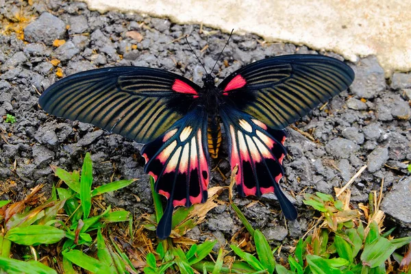 Una Gran Mariposa Con Estampado Negro Rosa Estaba Muriendo Camino — Foto de Stock