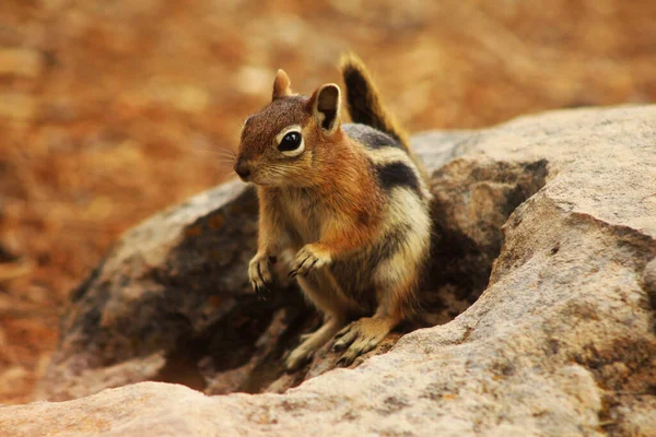 Una Ardilla Una Roca Parque Nacional Bryce Utah — Foto de Stock