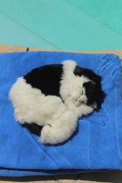 Черно Белая Кошка Спит Бассейна — стоковое фото