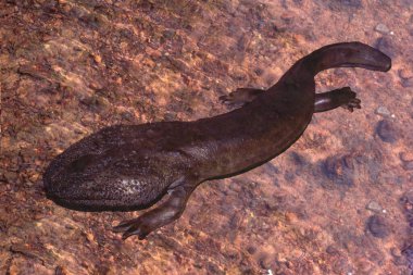  a giant salamander of japan Megalobatrachus japonicus clipart
