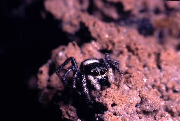 Wolf Spider Ground Waiting Prey — Stock Photo, Image