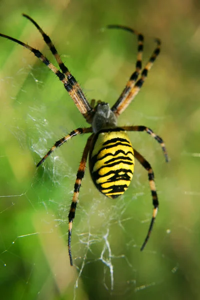 화폭에 Epeira Fascia Argiope Bruennichi — 스톡 사진