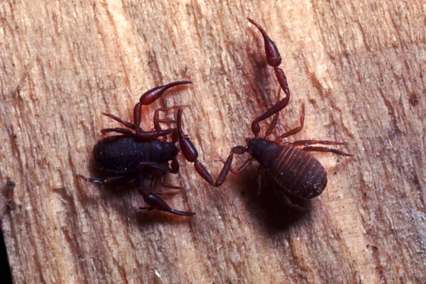 Dwa Arachnomorph Pseudo Skorpion Chelifer Cancroides — Zdjęcie stockowe