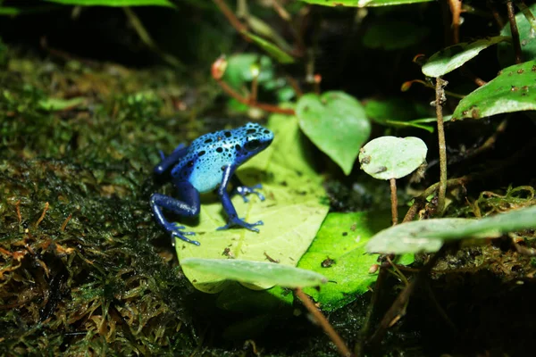 Egy Kék Béka Brazil Erdőben — Stock Fotó