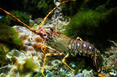 Denizde yaygın bir ıstakoz (Palinurus elephas)