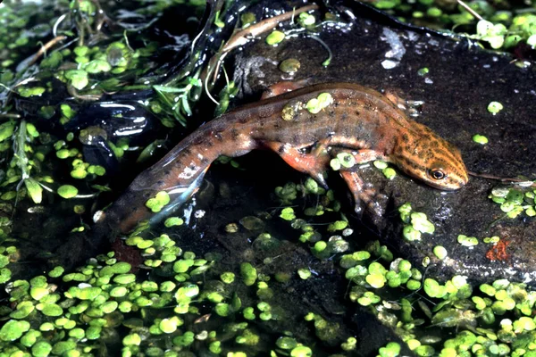 池の中のトリトン トリウルス ヴァルガリス — ストック写真