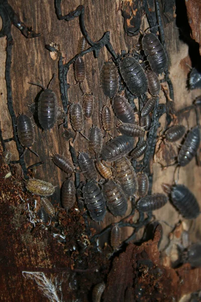 树皮上有无数的陆生甲壳类树屋 — 图库照片