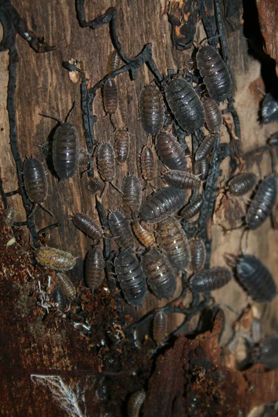 Многочисленные Наземные Коростовые Древесные Вши Armadillidium Vulgare Коре — стоковое фото