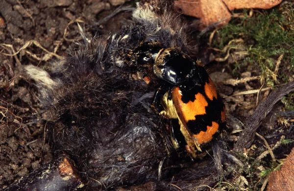 Nécrophore Des Insectes Nécrophore Croisé Sur Cadavre Souris Necrophorus Vespillo — Photo