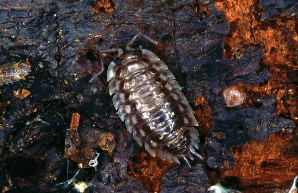 Ένα Χερσαίο Ξύλινο Σπίτι Καρκινοειδών Armadillidium Vulgare Φλοιό Σημύδας — Φωτογραφία Αρχείου