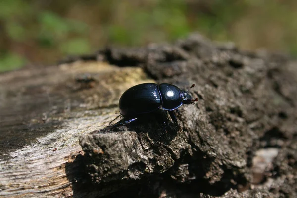 Een Mestkever Insect Een Boomstam — Stockfoto