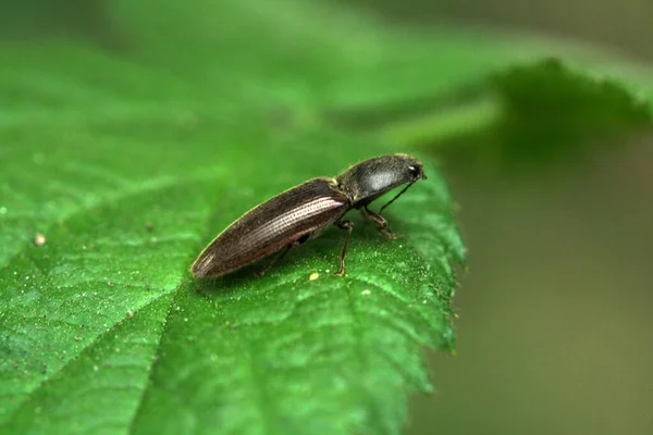 나뭇잎 딱정벌레 — 스톡 사진