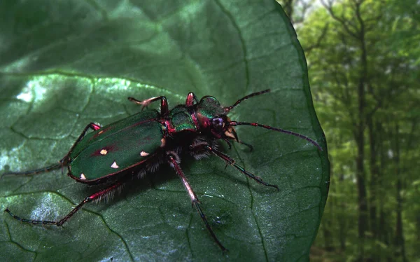 Uno Scarabeo Tigre Sulla Foglia — Foto Stock