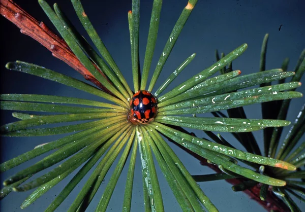 Point Ladybug Insect — Stock Photo, Image