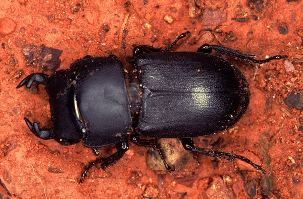 Insecto Escarabajo Del Género Dorcus — Foto de Stock