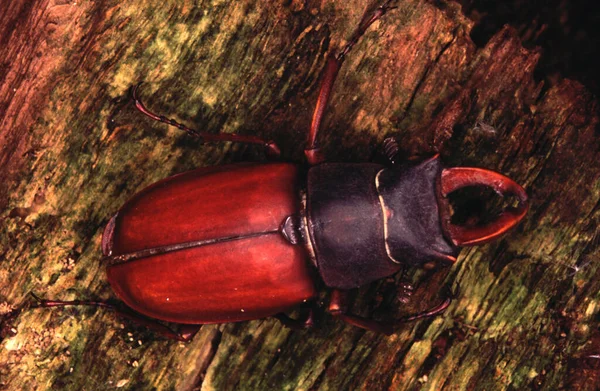 Insecto Escarabajo Lucane Cometa Tronco Árbol — Foto de Stock