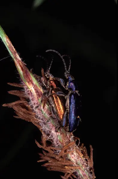곤충의 짝짓기 — 스톡 사진