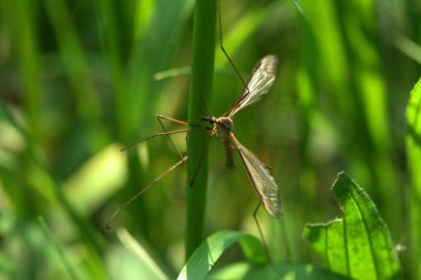 Çimlerin üzerinde uçan bir turna böceği.