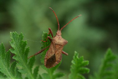 Yeşil yapraklı Coreus familyasından bir heteroptera kahverengi böcek.