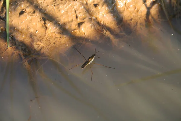 池子里的一种异种昆虫 属于革兰氏属或水蜘蛛属 — 图库照片