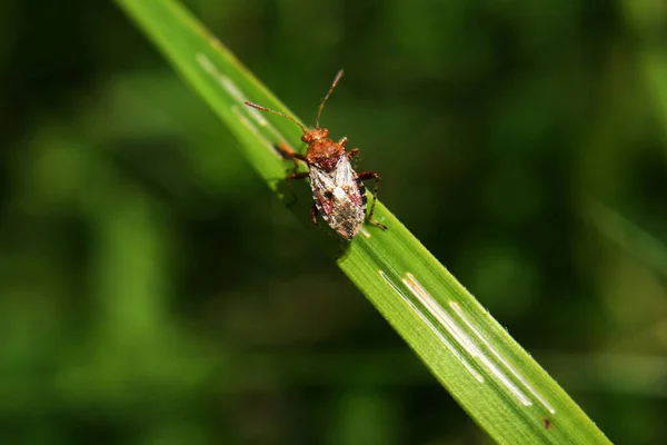 Insetto Insetto Rhynocoris Una Foglia — Foto Stock