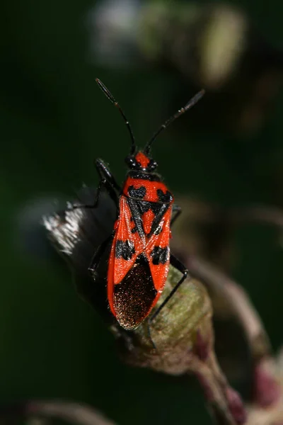 a strachia bug insect on a leaf