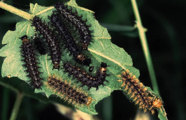 Groupe Chenilles Piquantes Sur Une Feuille — Photo