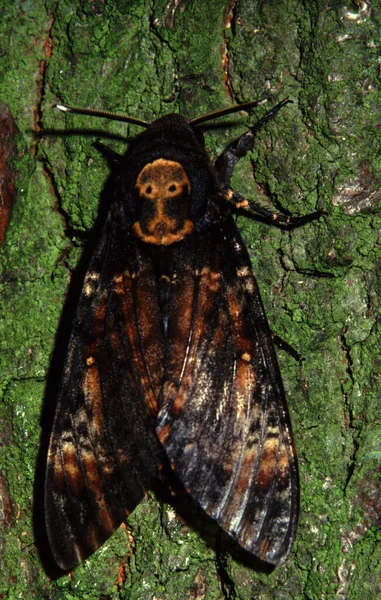 Una Polilla Del Cráneo Esfinge Tronco Árbol —  Fotos de Stock