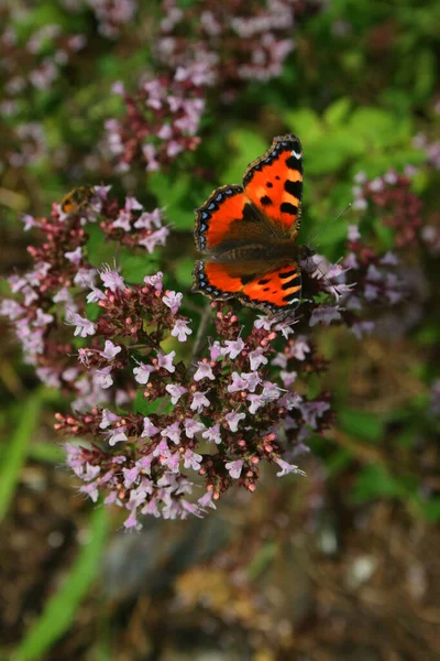 Papillon Genre Petite Tortue Sur Une Plante Ombellifère — Photo