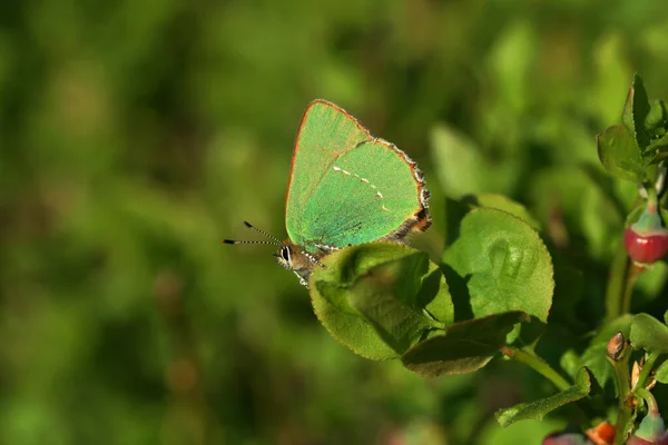 Papillon Genre Lycaene Vert Sur Une Plante — Photo
