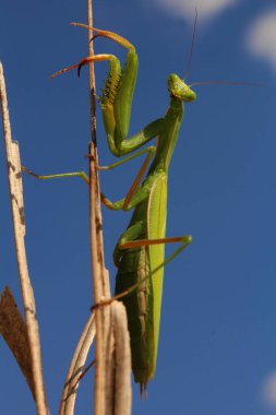 Mavi gökyüzü ve çimlerin üzerinde dua eden peygamber devesi.