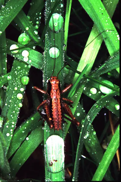 Çiyli Çim Yaprakları Üzerinde Kahverengi Çekirge Ortopedi Böceği — Stok fotoğraf