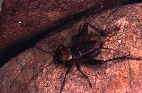 Een Houtcricket Bruine Bladeren — Stockfoto