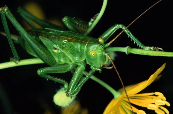 Portrait Large Green Grasshopper Long Antennae — Stock Photo, Image