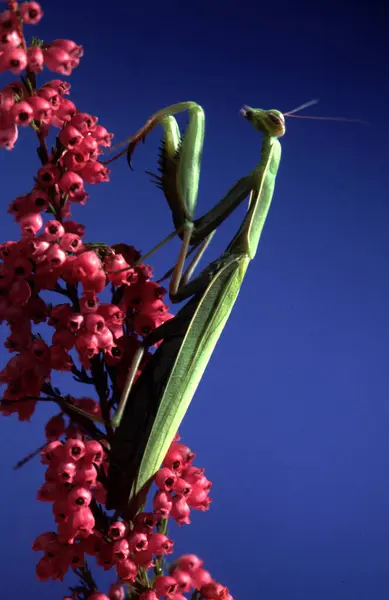 Una Mantis Religiosa Una Flor Roja — Foto de Stock