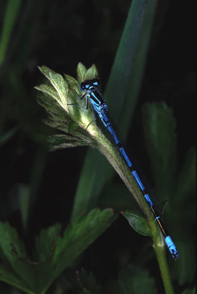 Une Libellule Genre Agrion Sur Brin Herbe — Photo