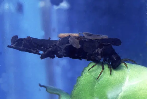 Uma Larva Caddis Aquática Sua Bainha — Fotografia de Stock