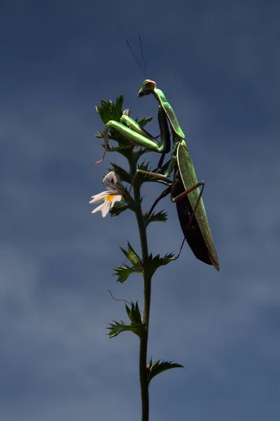 Une Mante Priante Sur Une Oreille — Photo