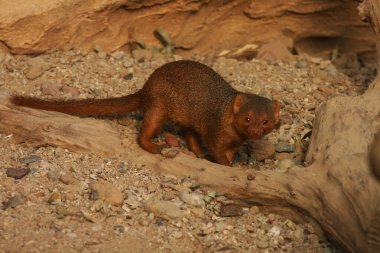 Afrika 'da bir mirket